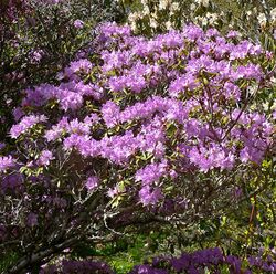 Rhododendron tatsienense 1.jpg