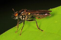 Robber Fly - Eudoctria albius, Leesylvania State Park, Woodbridge, Virginia.jpg