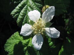 Rubus ursinus flower.jpg