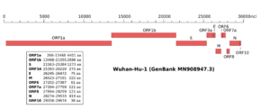 SARS-CoV-2 genome.svg