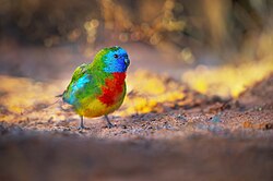 Scarlet-chested Parrot 0A2A5594.jpg