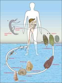 Schistosomiasis Lifecycle.png