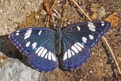 Southern white admiral (Limenitis reducta) Macedonia.jpg