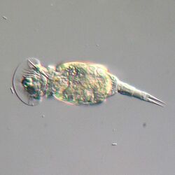 Squatinella sp. (Rädertierchen - Rotifera) - 160x (13402418244).jpg