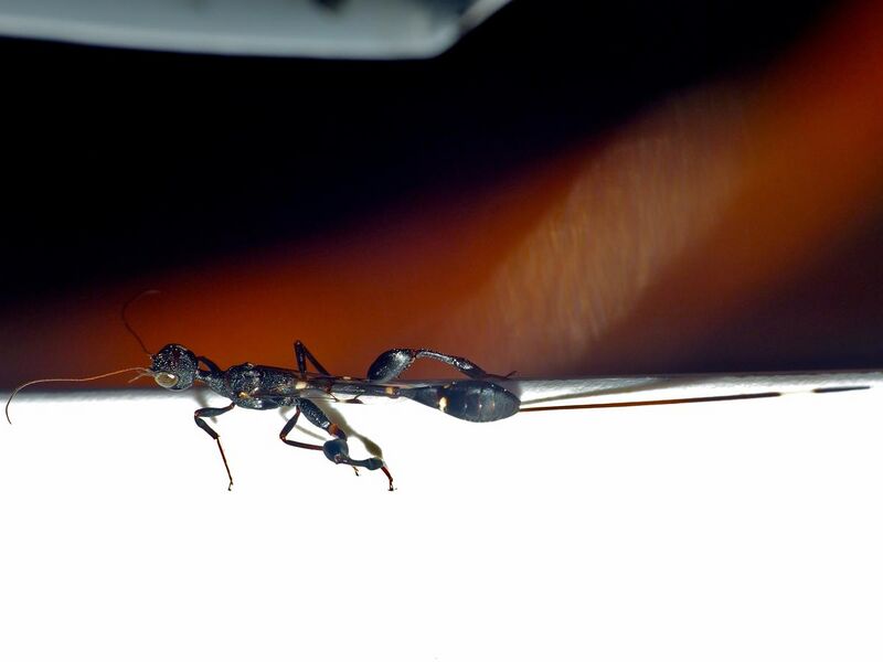 File:Stephanid Wasp (Foenatopus albomaculatus) on my laptop (13759834805).jpg