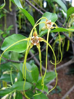 Strophanthus divaricatus2.jpg