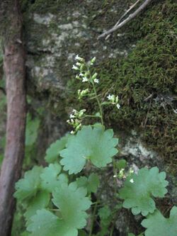 Sullivantia sullivantii.jpg