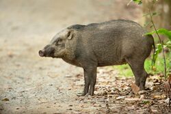 Sus scrofa - Pulau Ubin.jpg