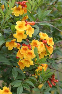 Tecoma guarume Flaming Belles.jpg