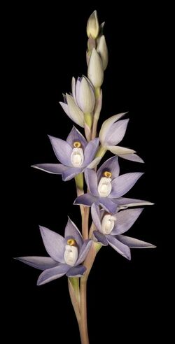 Thelymitra petrophila (8691928531).jpg