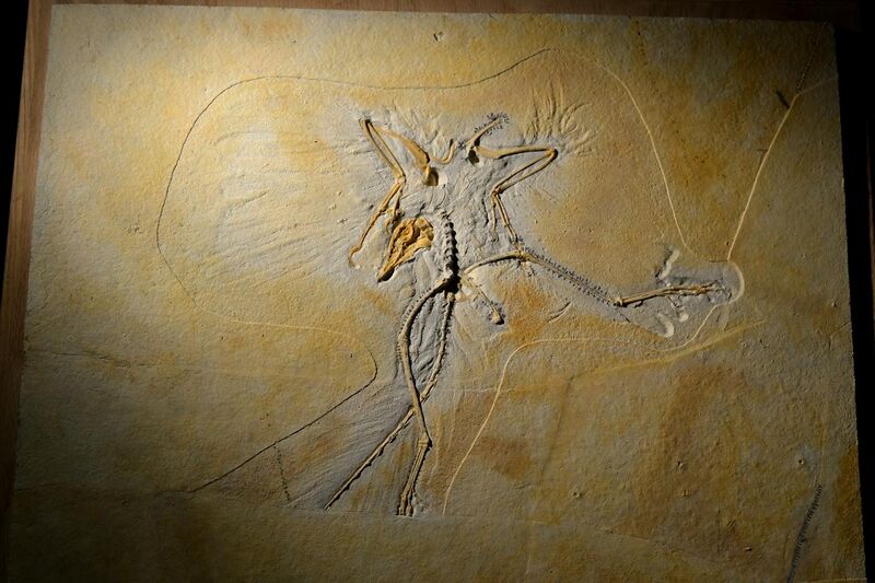 File:Thermopolis Archaeopteryx.jpg