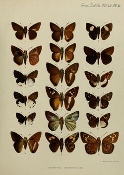 Transactions of the Zoological Society of London (1897) Plate XX.jpg