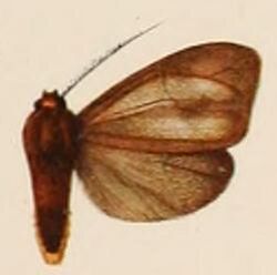 Tricypha nigrescens.JPG