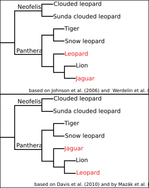 File:Two cladograms for Panthera.svg