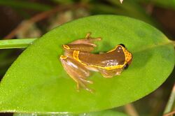 Upper Amazon Tree Frog Dendropsophus bifurcus (14834371804).jpg