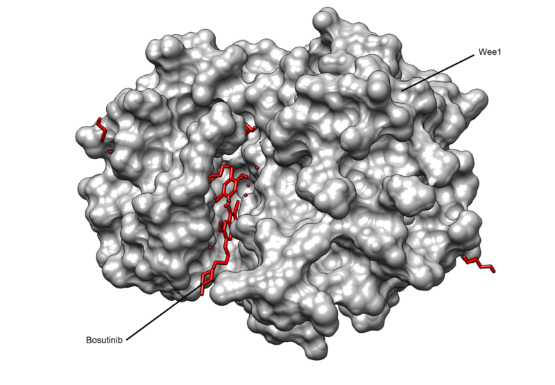 File:WEE1 KINASE DOMAIN IN COMPLEX WITH BOSUTINIB.png