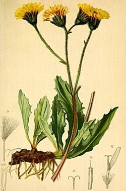 Willemetia stipitata Atlas Alpenflora.jpg