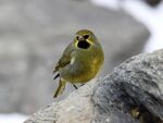 Yellow-bridled Finch (Melanodera xanthogramma) (15341916183).jpg