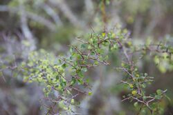 Ziziphus celata (Florida ziziphus) (11525837026).jpg