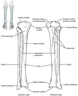 811 Tibia and fibula.jpg