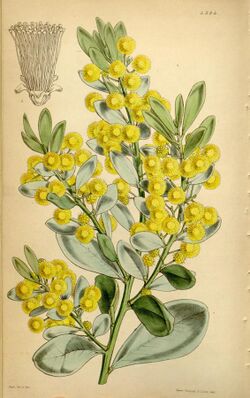 Illustration of "Acacia argyrophylla"