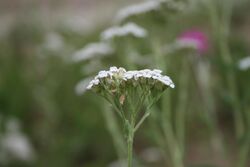 Achillea collina - Botanischer Garten Mainz IMG 5466.JPG