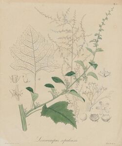 Acroglochin persicarioides, as Lecanocarpus nepalensis.jpg