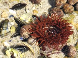 Actinia equina (Boulogne-sur-Mer).jpg