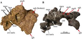 Akainacephalus and nodocephalosaurus skulls.jpg