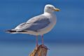 American Herring Gull - natures pics.jpg