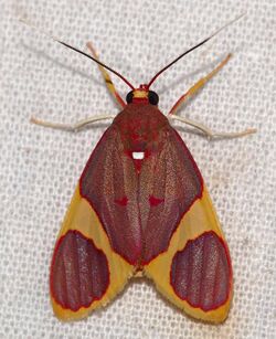 Arctiid Moth (Trichromia aurantiipennis) (25011679927).jpg