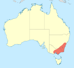 Austroargiolestes calcaris distribution map.svg