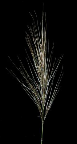 Austrostipa hemipogon - Flickr - Kevin Thiele.jpg