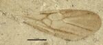 BMNHP24963 Paraphaenogaster hooleyana.jpg