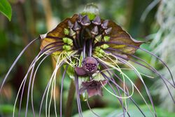 Bat Flower or Cat Whiskers (Tacca Chantrieri) (49532732922).jpg