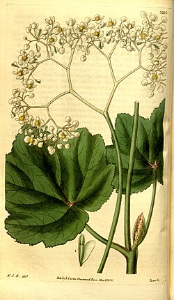 Begonia reniformis.jpg