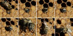 Birth of black bee (Apis mellifera mellifera).jpg