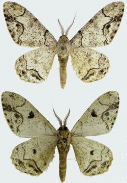 Biston pustulata male upperside and underside.JPG