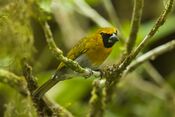 Black-faced Grosbeak - Panama H8O0281 (23184904673).jpg