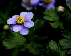 Blaue Himalaya-Anemone (Anemone obtusiloba) 5668.JPG