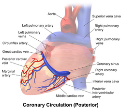 Blausen 0261 CoronaryVessels Posterior.png