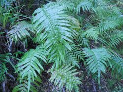 Blechnum novae-zelandiae 11.JPG