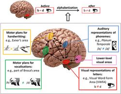 Brain pathways for mirror discrimination learning during literacy acquisition.jpg