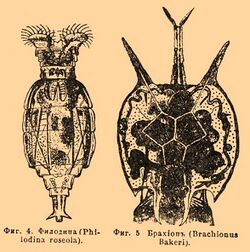 Brockhaus and Efron Encyclopedic Dictionary b30 715-2.jpg