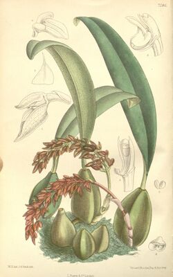 Bulbophyllum cupreum (as Bulbophyllum pechei) - Curtis' 119 (Ser. 3 no. 49) pl. 7286 (1893).jpg