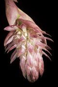 Bulbophyllum hamelinii W.Watson, Gard. & Forest 6 336 (1893) (50209120477).jpg