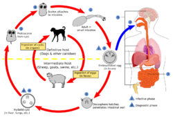 CDC Echinococcus Life Cycle.svg