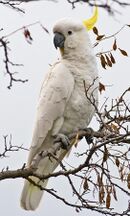 A white parrot with a grey beak and a yellow crest