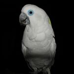 A white parrot with a crest, a grey beak, and blue eye-spots
