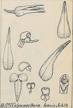 Calymmanthera tenuis Atlas Orchidaceen Deu Neu Guinea CCCXXXVI 1297.jpg